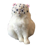 skull kittiez