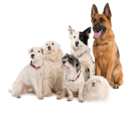 puppy dog studios