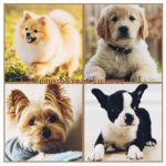 Perritos para siempre :)