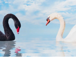 GREY SWANS I.N.C