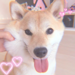 - Anipals -