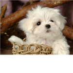 puppy lovers rock