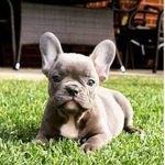 French bulldogs are the best!