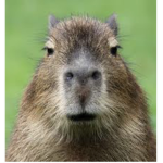 Capybara hub