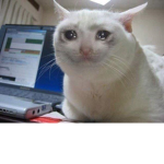 gattiniiii