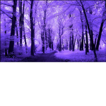Purple Trees & Blue Leaves