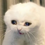 sad cat is sad