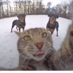 I_Like_Cats