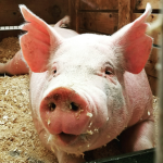 Piggy story