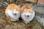 Fiacat 2021