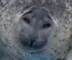 Capybara (I’m always online)