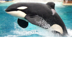 dolphin and whale lovers group!