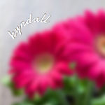 kyndall