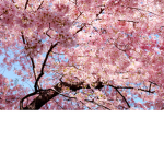 SakuraWolf