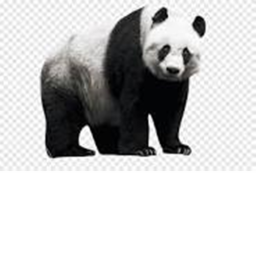 Pandaaa!! icon