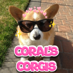 coral’s corgis