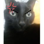 FelXX