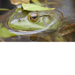 Froggo Family's Reunion
