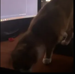 supercool_cats