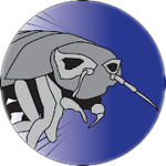 Pruinosus Official Group