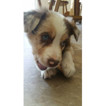DOGS are awesom