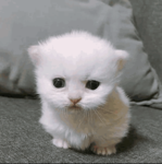 The Catlovahs