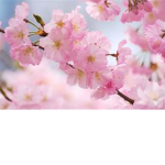 ⋆ Cherry Blossom ⋆