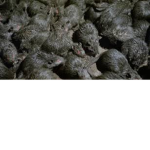 Rat Cult ;)