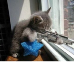 Deadly Kittens in a litter box