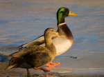 Mallard Mining