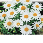 Tokyo Daises