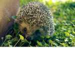 Hedgehog group be kind