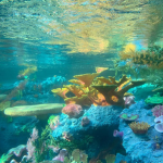 Sealand Reef