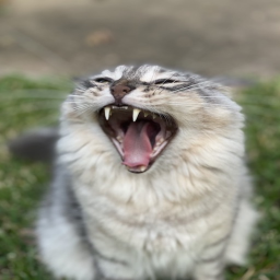 Cat Obby