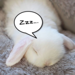 bunny talk
