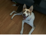 The Luna dog team