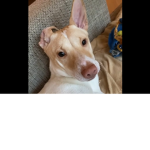 DoggoforLife