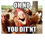 Chicken eats toes