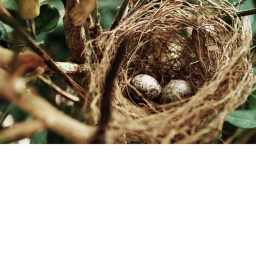 The Nest