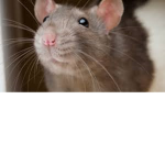 Fatratguardian