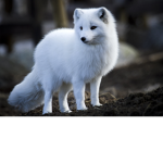 Grupo do Arctic