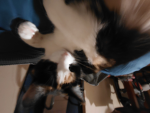 demon foox