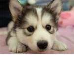 Baby husky