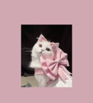 Asethetic kittens
