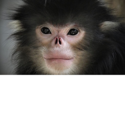 Monkey HQ