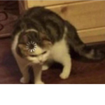 『cat』