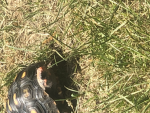 Turtles rule!!!!!!!