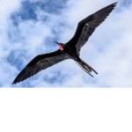 birds fly :O