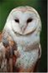 Owl City (A band)