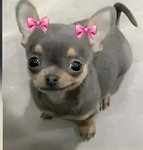 My Little Chihuahuas!